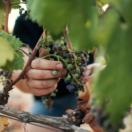 Bed&Breakfast Agroturizam Antunovic Kuna Pelješka Buitenkant foto