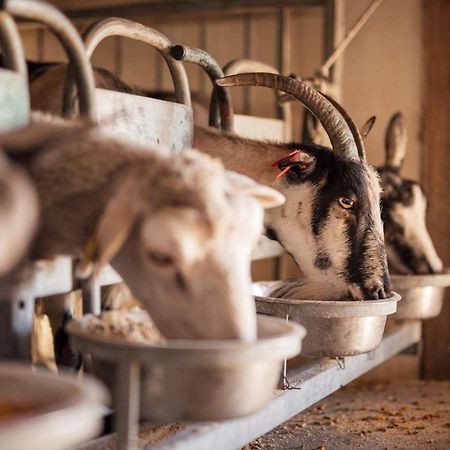 Bed&Breakfast Agroturizam Antunovic Kuna Pelješka Buitenkant foto