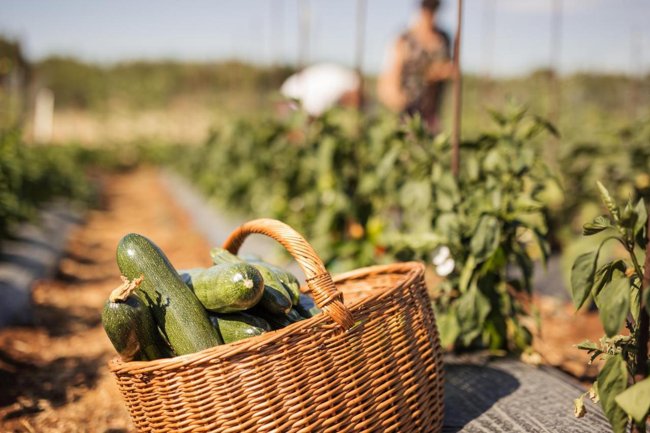 Bed&Breakfast Agroturizam Antunovic Kuna Pelješka Buitenkant foto