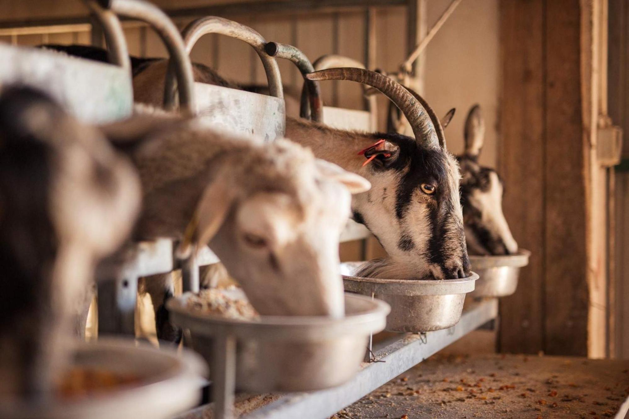 Bed&Breakfast Agroturizam Antunovic Kuna Pelješka Buitenkant foto